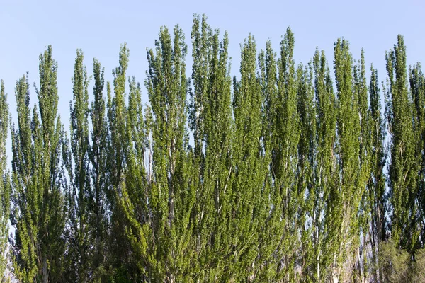 Tall Poplars Nature Park Nature — Stock Photo, Image