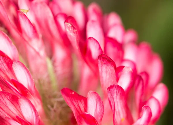 Doğada Kırmızı Yonca Çiçeği Doğadaki Parkta — Stok fotoğraf