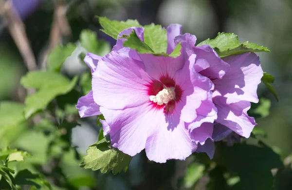 Smuk Lyserød Blomst Naturen Parken Naturen - Stock-foto