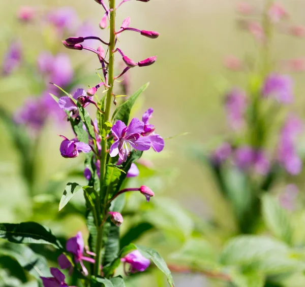 Mooie Paarse Bloem Natuur Het Park Natuur — Stockfoto