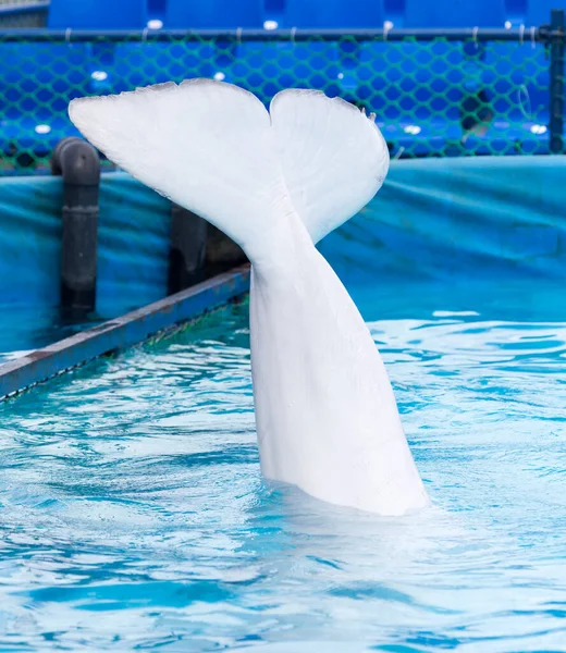 Svans Vit Delfin Poolen Parken Naturen — Stockfoto