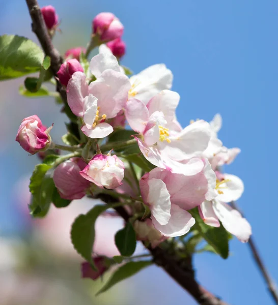 Blommor Äppelträd Mot Den Blå Himlen Utomhus — Stockfoto