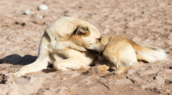 Hund Sanden Parken Naturen — Stockfoto