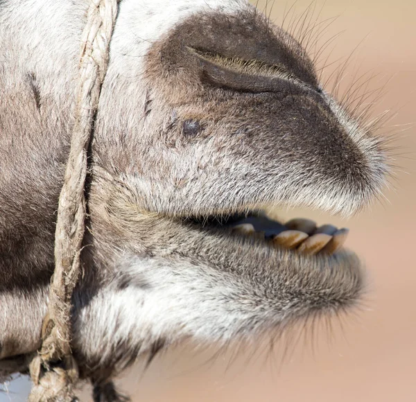 Рот Верблюда Парку Природі — стокове фото