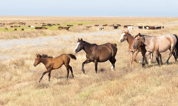 Ein Pferd Auf Einer Weide Der Wüste — Stockfoto