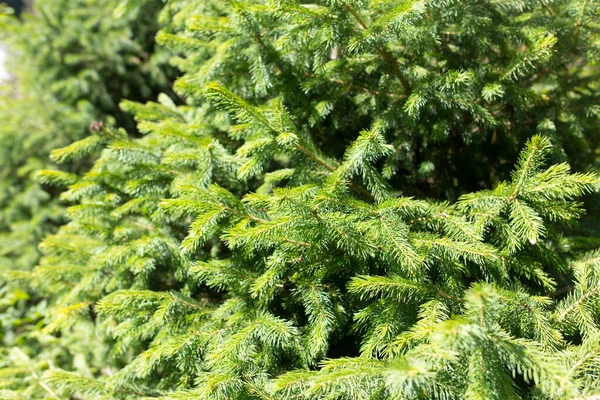 Spruce Branches Nature Background Park Nature — Stock Photo, Image