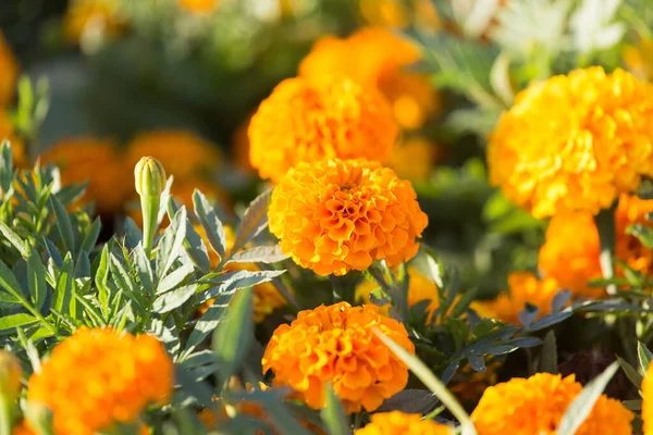 Schöne Orangefarbene Blume Der Natur Park Der Natur — Stockfoto