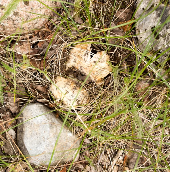 自然の中で食用キノコ 自然公園で — ストック写真