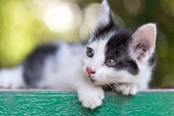 Prachtig Klein Katje Natuur Het Park Natuur — Stockfoto