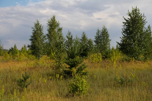 Forest Steppe Nature Park Nature — Stock Photo, Image