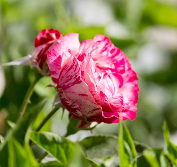 Schöne Rose Auf Die Natur Park Der Natur — Stockfoto