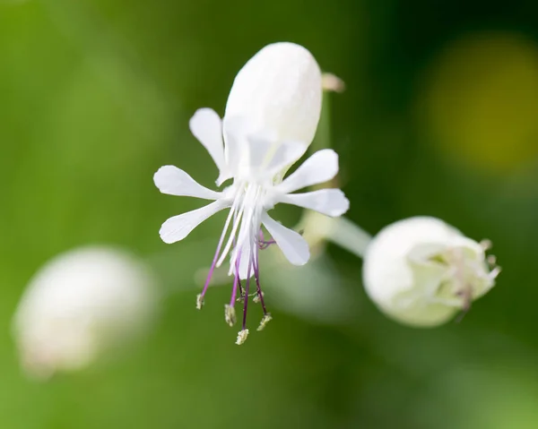 Beautiful White Flower Nature Park Nature — Stock Photo, Image