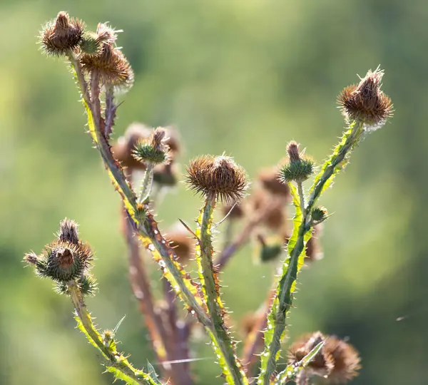 Stekelige Plant Natuur Het Park Natuur — Stockfoto