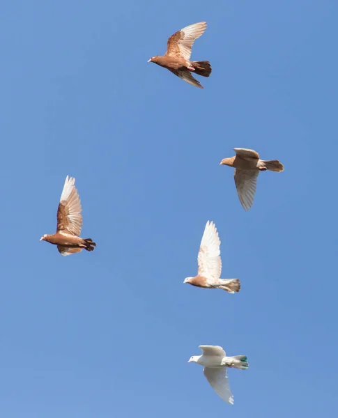 Flock Duvor Den Blå Himlen — Stockfoto