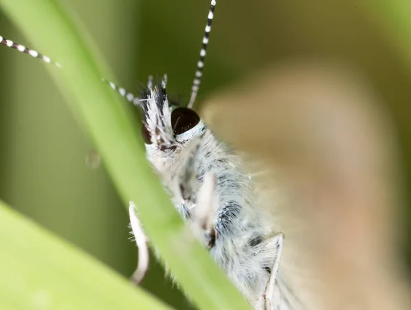 Fjäril Naturen Makro Parken Naturen — Stockfoto