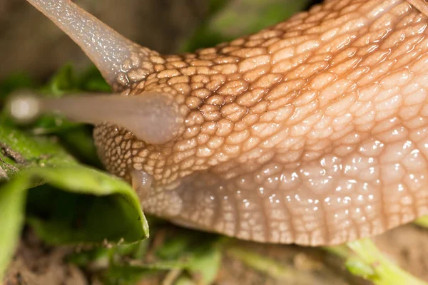 自然界中蜗牛的细节 超级宏观 — 图库照片