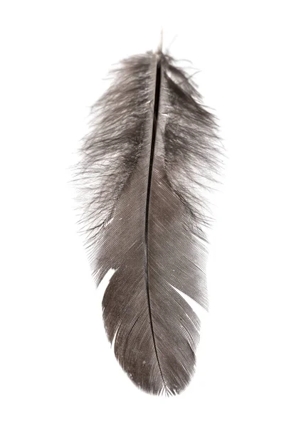 Black Feather White Background Photos Studio — Stock Photo, Image