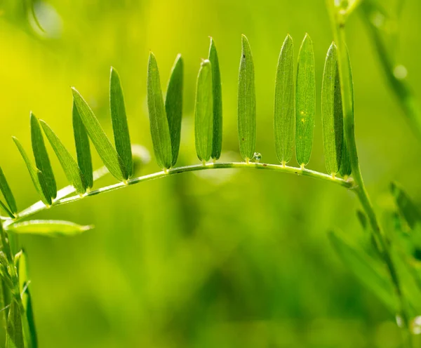 Green Grass Nature Background — Stock Photo, Image