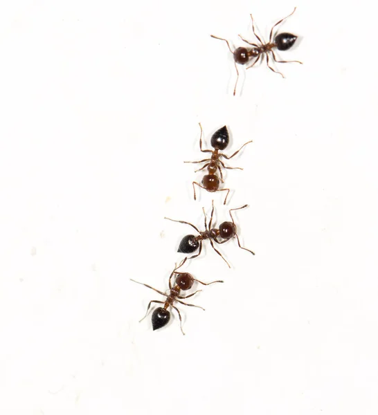 Ants White Wall Photos Studio — Stock Photo, Image