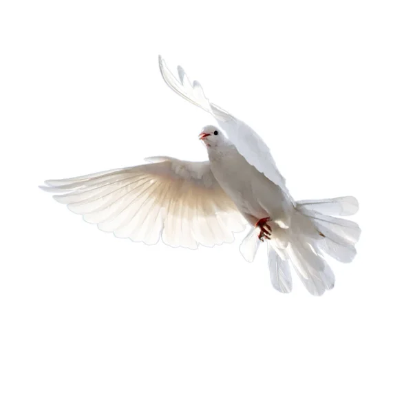 White Dove White Background Park Nature — Stock Photo, Image