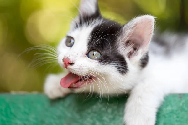 Kedi Yavrusu Doğada Esniyor Doğadaki Parkta — Stok fotoğraf