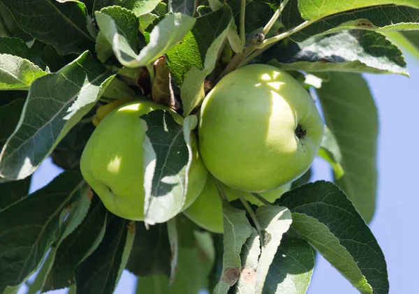 Des Pommes Vertes Sur Arbre Dans Parc Dans Nature — Photo