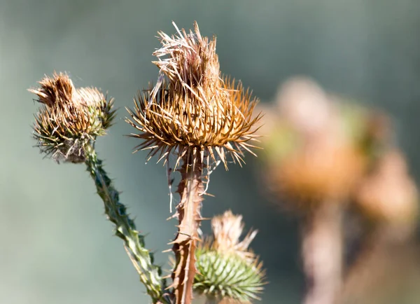 Plante Épineuse Dans Nature Dans Parc Dans Nature — Photo