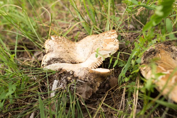 Edible Mushroom Nature Park Nature — Stock Photo, Image