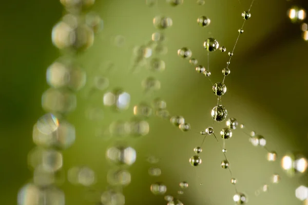 Wassertropfen Auf Einem Spinnennetz Der Natur — Stockfoto