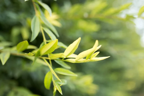 Foglie Verdi Sull Albero Natura — Foto Stock