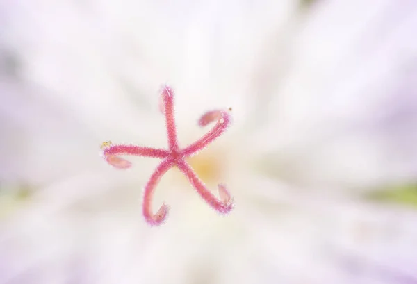 Egy Virág Pisztolya Makró Parkban Természetben — Stock Fotó