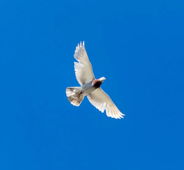One Pigeon Flight Blue Sky — Stock Photo, Image