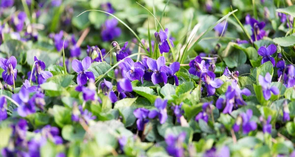 Små Blå Blommor Naturen Parken Naturen — Stockfoto