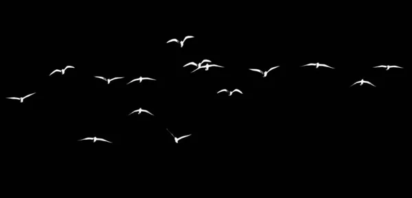 Силуэт Стаи Птиц Черном Фоне — стоковое фото