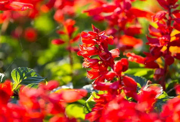 Schöne Rote Blume Der Natur Park Der Natur — Stockfoto