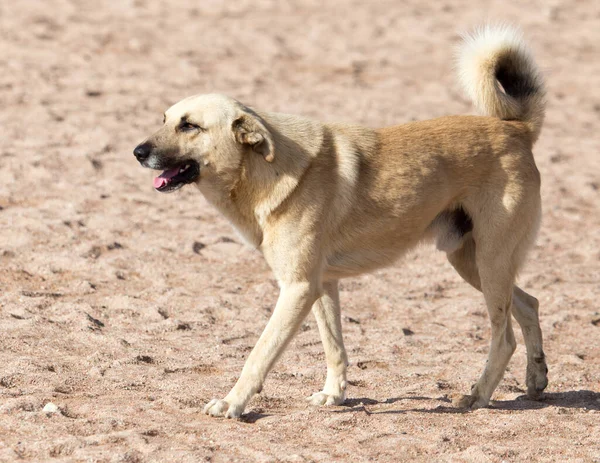 Собака Песке Парке Природе — стоковое фото