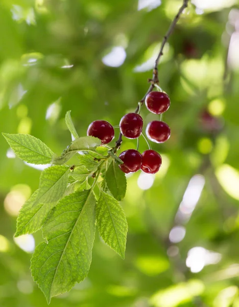 Kersen Boom Natuur Het Park Natuur — Stockfoto