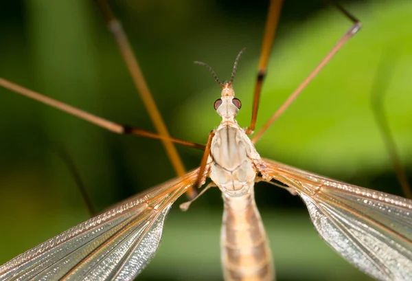Mosquito Přírodě Makro Parku Přírodě — Stock fotografie
