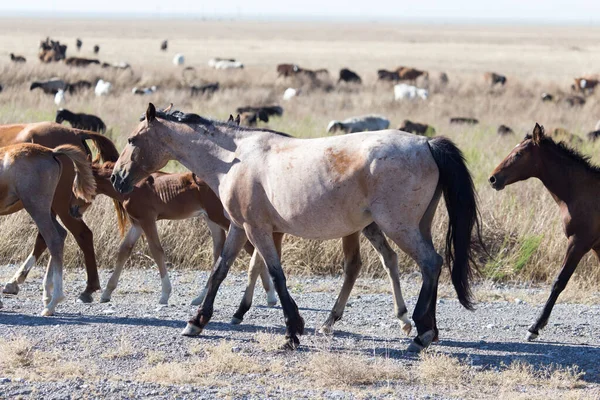 Koń Pastwisku Pustyni — Zdjęcie stockowe