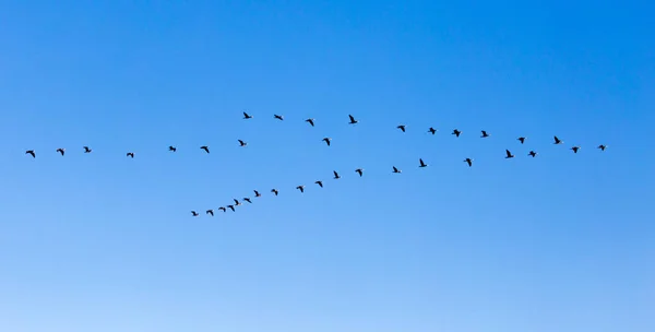 Зграя Птахів Літають Південь Блакитному Небі — стокове фото