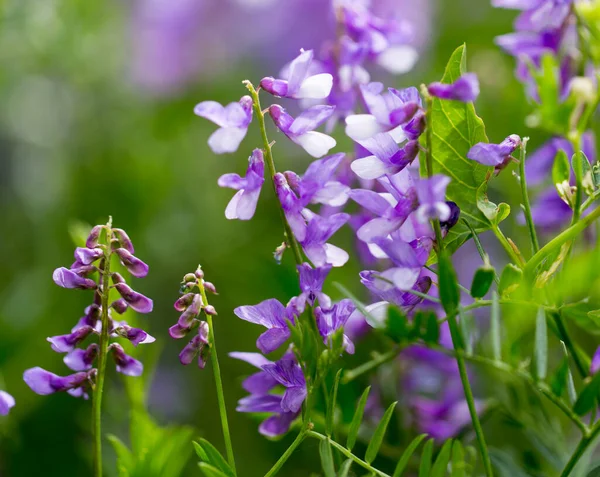 Mooie Blauwe Bloem Natuur Het Park Natuur — Stockfoto