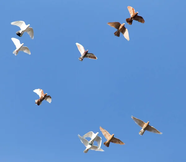 Troupeau Pigeons Dans Ciel Bleu — Photo