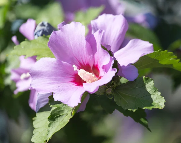 自然の中で美しいピンクの花 自然公園で — ストック写真