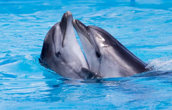 Dois Golfinhos Dançar Piscina Parque Natureza — Fotografia de Stock