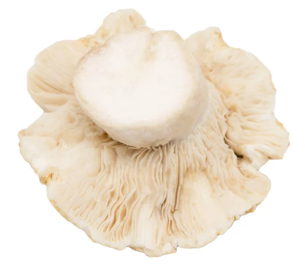 Edible Mushroom White Background Photos Studio — Stock Photo, Image