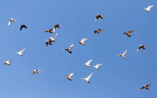 Flock Pigeons Blue Sky Park Nature — Stock Photo, Image