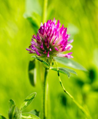 Doğada kırmızı yonca çiçeği. Doğadaki parkta.