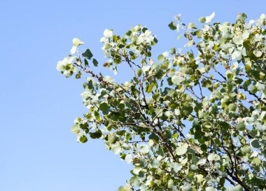 Doğada ağaçtaki yeşil yapraklar .