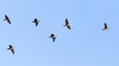 Mavi gökyüzünde güneye uçan bir kuş sürüsü. .