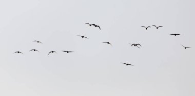 Gün batımında gökyüzünde bir martı sürüsü .